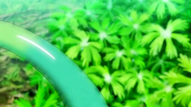 Mermaid monster babe tries to get master to fertilize her eggs