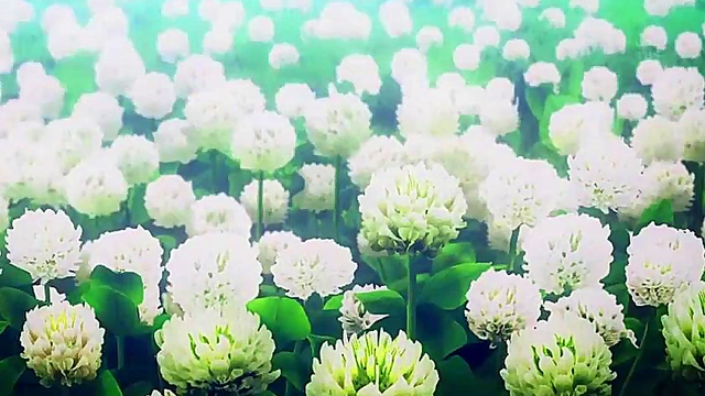 Romantic Anime Adventure – Photo Kano Couple’s Intimate Moments Revealed