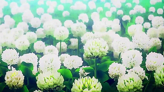 Romantic Photo Kano Anime Couple Shares Intimate Moments & Passionate Sex