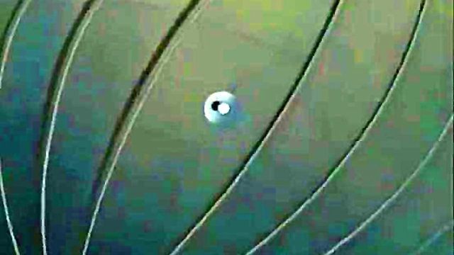 Bizarre Anime Kitty Gets Wild in Surreal Erotic Adventure