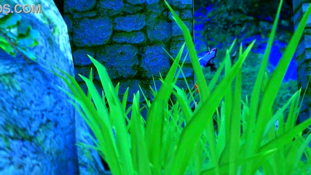 Jean from Genshin Impact Takes Charge in Moonlit 3D Hentai Scene