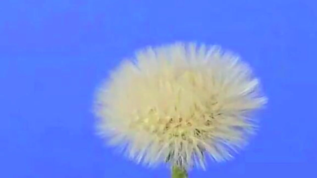 Hairy Anime Doll Gets Fucked Close-Up With Dick And Sextoy Action