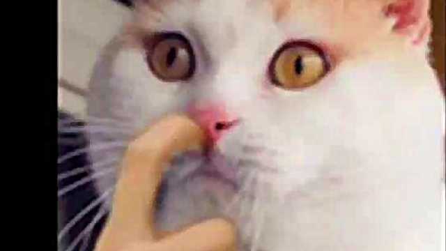 Sexy Anime Girls Slide Into Ecchi Fantasies With Seductive Poses