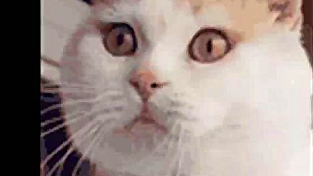 Sexy Anime Girls Engage in Hardcore Hentai Slideshow Action