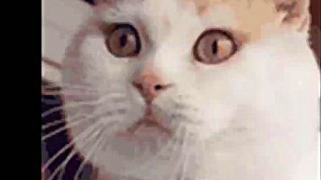 Sexy Anime Girls Engage in Hardcore Hentai Slideshow Action