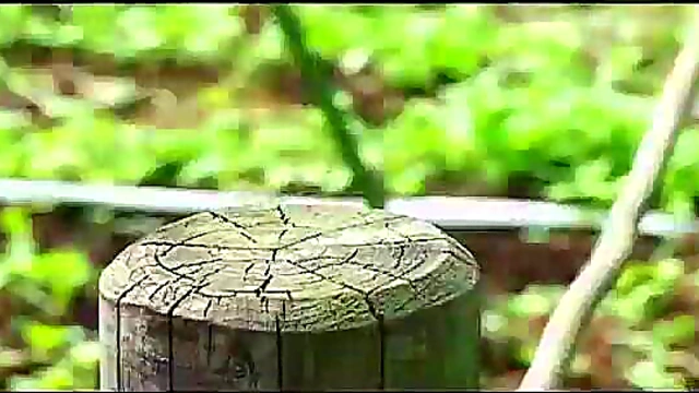 Japanese Anime Cutie Gets Fucked In Fullmetal Alchemist OVA Scene