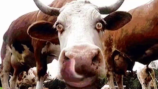 Hentai Library Adventure – Summertime Saga Couples Get Naughty Together