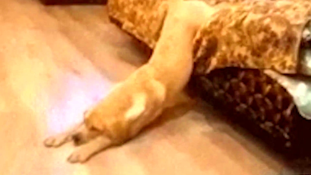 Furry Bride Takes Over Space With Booby Action In Hentai Game Adventure