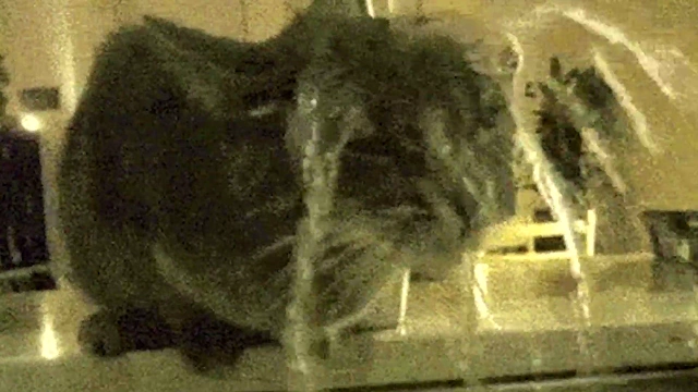 Furry Space Hero Saves Cat Girl for Busty Pussy Fucking Fun